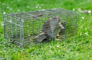 mice removal